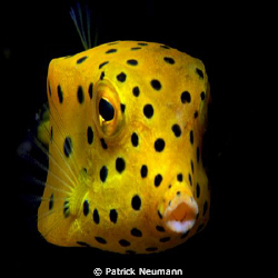 spotted boxfish taken with Canon 400D/Hugyfot by Patrick Neumann 